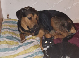1 year old girl german shepherd cross rottweiler