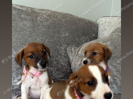 Jack Russell&rsquo;s