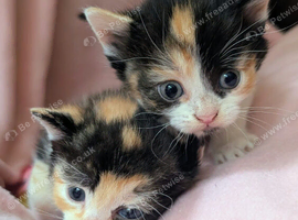 Very pretty kittens, wormed/flead/litter trained Prices vary