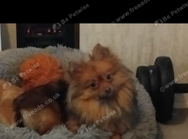 Pomeranian chocolate female