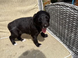 3 lurcher pups for sale