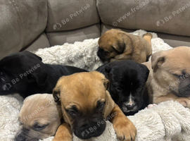 six beautiful Cain Corso puppies for sale