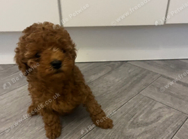 Toy poodle girl ready now