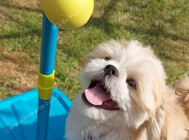 6mth old Shitzu puppy for sale