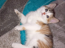 Kittens for sale