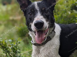 Male sheepdog