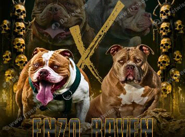 Pocket bullys