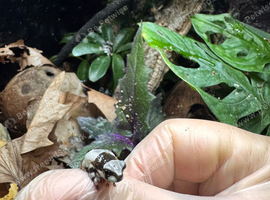 Amazon Milk Frogs