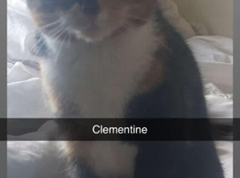 2 sister cats for sale