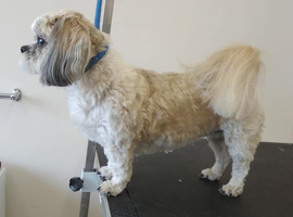 Dog grooming, Sutton- in-Ashfield,Nottinghamshire, NG17.