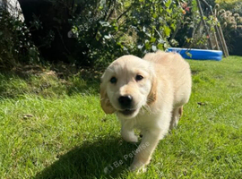 Golden Retriever Puppies