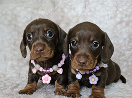 Gorgeous smooth mini dachshunds