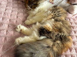 Beautiful Persian Female