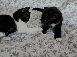 3 black and white kittens looking for a forever home
