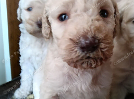 Doodle pups
