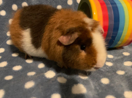 Stunning male teddy Guinea pig 4 months old