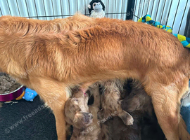Goldendoodle puppies available to go now
