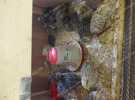 Jumbo quails