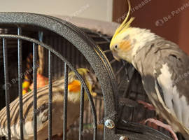Two Beautiful Hand Tame Funnt Cuddle Loving Male Cockatiels
