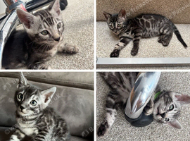 2 Male Silver-Charcoal Pedigree Bengal Kittens