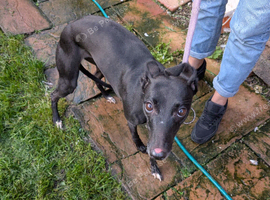 Whippet bitch