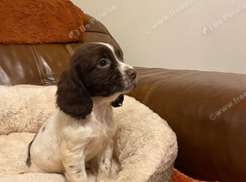 Reduced last Cocker spaniel. 1 puppy left on 1st photo