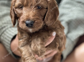 Here's the listing for your Cockapoo puppies:  We have a stunning litter of Cockapoo puppies ready for their forever homes.