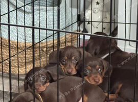 Stunning Miniature Dachshund puppies
