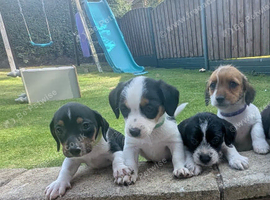 Jack Russell Puppies