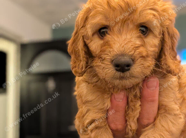 Stunning F2 labradoodles **ready in 2 days**