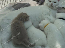 ️Beautiful White British shorthair kittens️