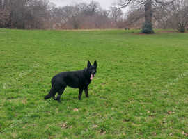 German shepherd for Stud