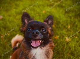 Chihuahua for sale