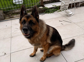 Rocco 3-Year-Old KC Registered German Shepherd