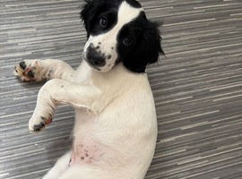 Stunning litter of cocker spaniel puppies ready for new homes