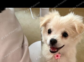 1 girl puppy