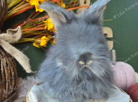 2 English Angora Bucks for Sale