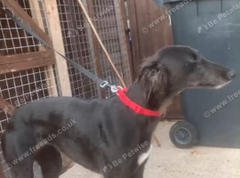 Woking Lurcher Girl