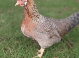 Free - 3 x Cotswold Legbar chickens