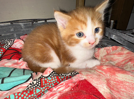 Bubbly stunning kittens available