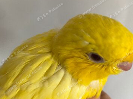 Handtame baby girl linnie
