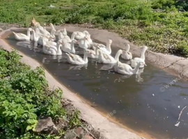 20 embden geese