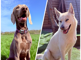 Siberian Shepsky x Weimaraner Puppies