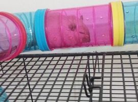 2 lovely gerbils! (READ DESCRIPTION)