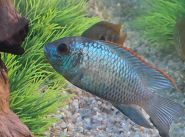 Electric blue acara
