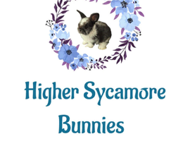 Mini Lop Bunnies