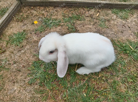 Pure breed Mini lop doe ready now