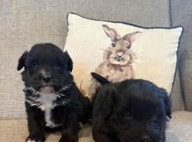 Poodle x Border collie Puppies