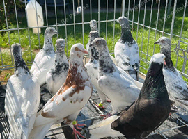 Pigeon Budapest