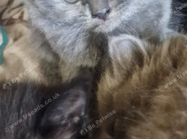 British short haired cross maine coon kitten for sale